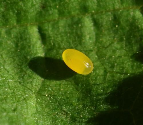 Réf. 214 477 : Apoderus coryli